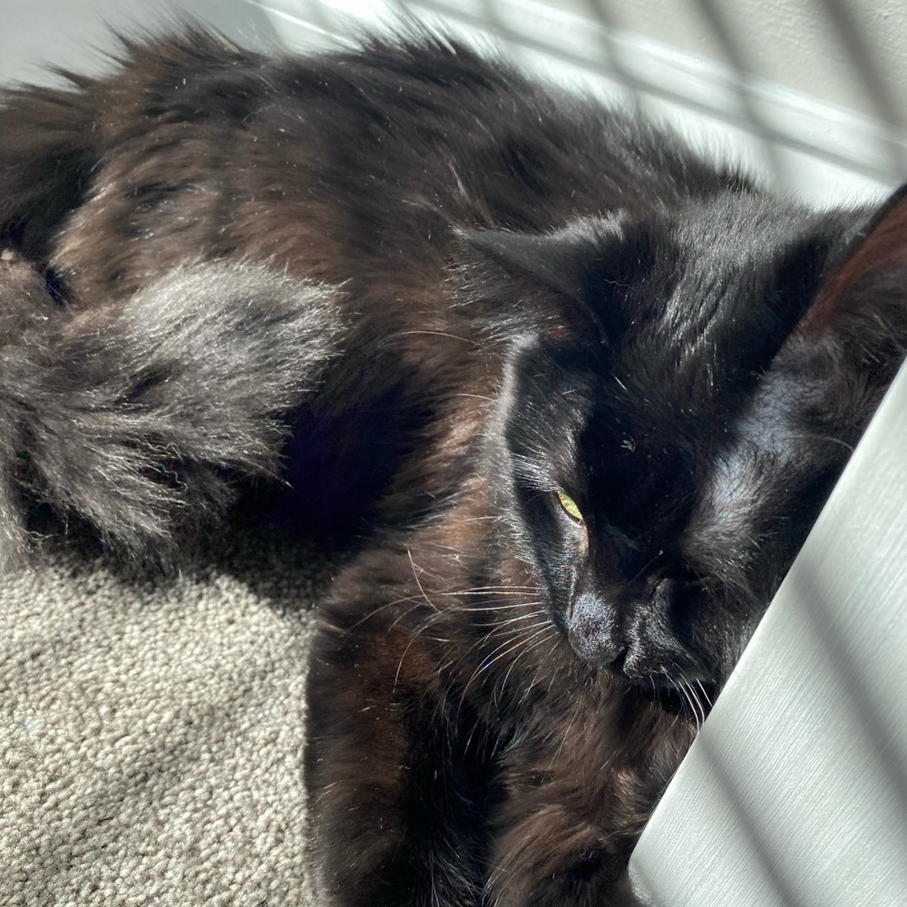 Fluffy - Picture 5 of 16